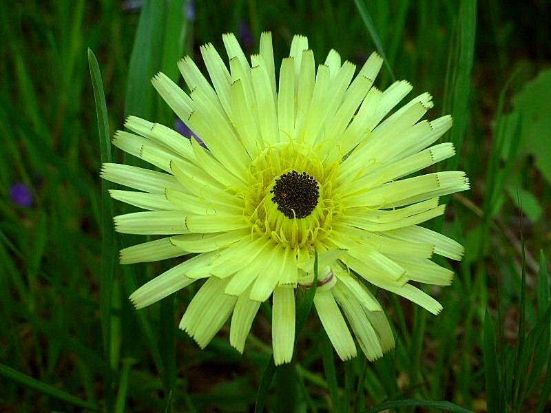 Urospermum dalechampii / Boccione maggiore